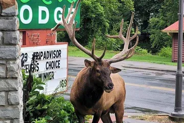 Rolling Hills Lodge